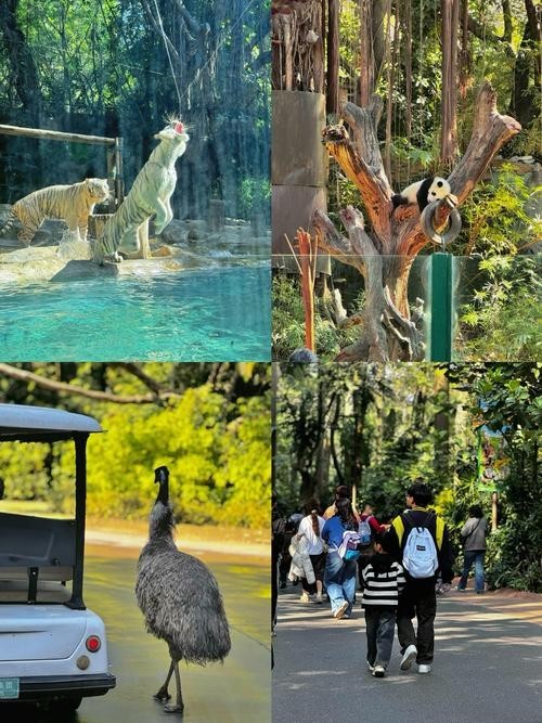 廣州長隆野生動物園門票優惠政策 廣州長隆野生動物園門票優惠政策 2025長城杯龍魚大賽 第7張