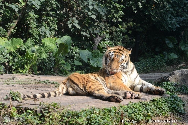 廣州長隆野生動物園門票優惠政策 廣州長隆野生動物園門票優惠政策 2025長城杯龍魚大賽 第10張