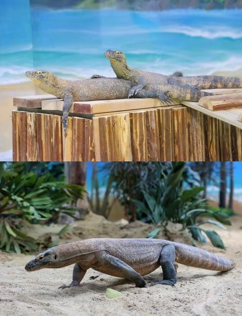 廣州長隆野生動物園門票優惠政策 廣州長隆野生動物園門票優惠政策 2025長城杯龍魚大賽 第3張