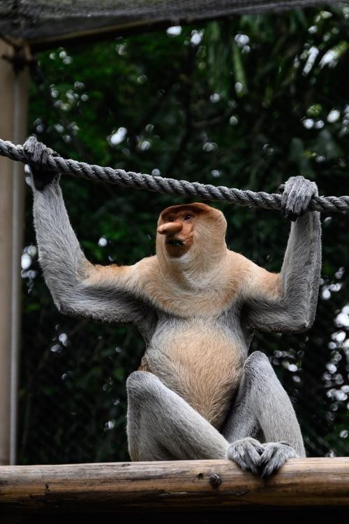 廣州長隆野生動物園門票優惠政策 廣州長隆野生動物園門票優惠政策 2025長城杯龍魚大賽 第4張