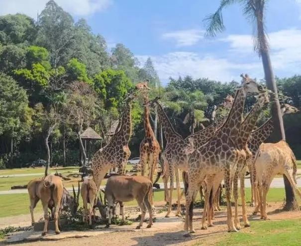 廣州長隆野生動物園門票優惠政策 廣州長隆野生動物園門票優惠政策 2025長城杯龍魚大賽 第9張