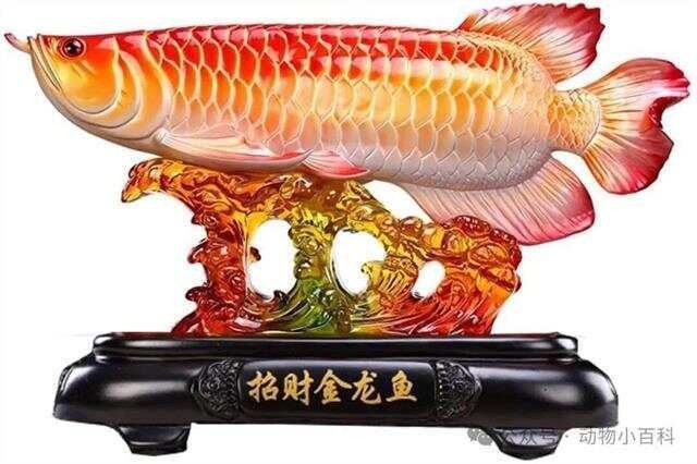 十大頂級龍魚中哪個最稀有？