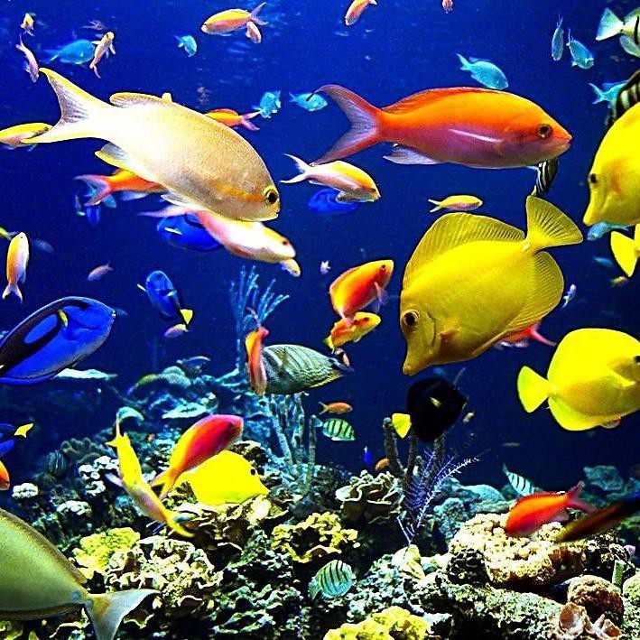 十大深海魚排名