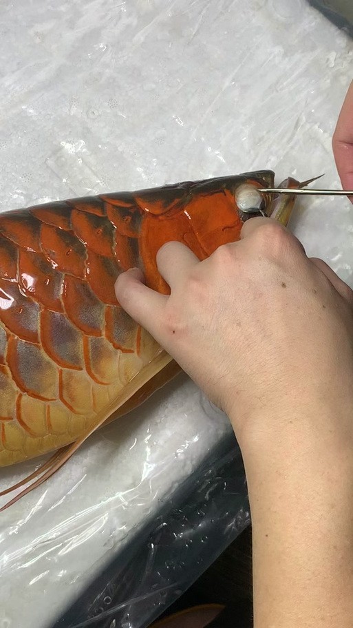 給我更多紅龍比賽冠軍魚的高清圖