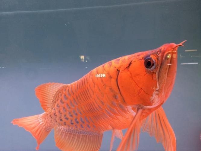 給我更多紅龍比賽冠軍魚的高清圖