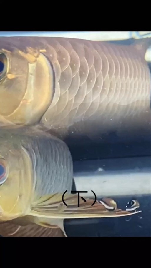 給我更多紅龍比賽冠軍魚的高清圖