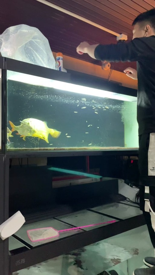 給我更多紅龍比賽冠軍魚的高清圖