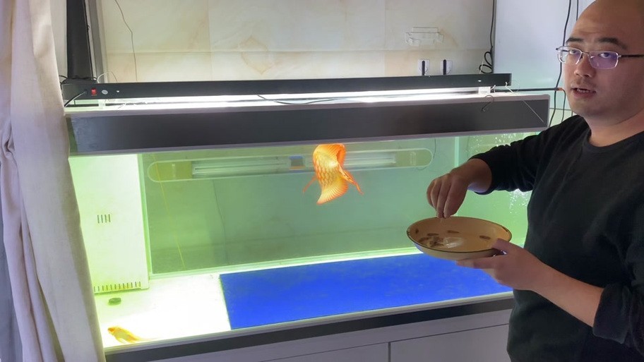給我更多紅龍比賽冠軍魚的高清圖