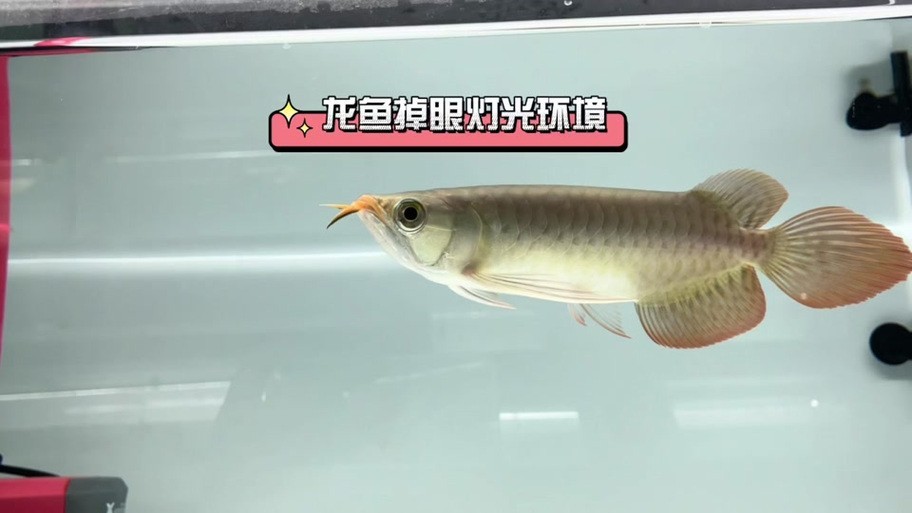 給我更多紅龍比賽冠軍魚的高清圖