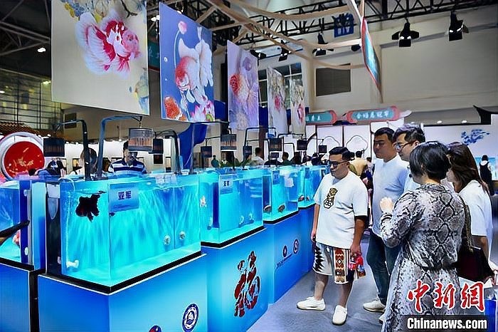 福州金魚展2025