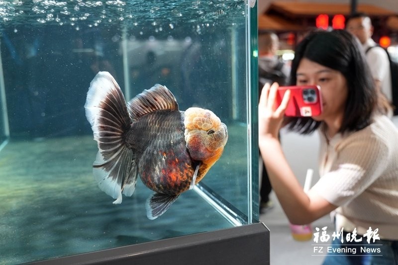 福州金魚展2025