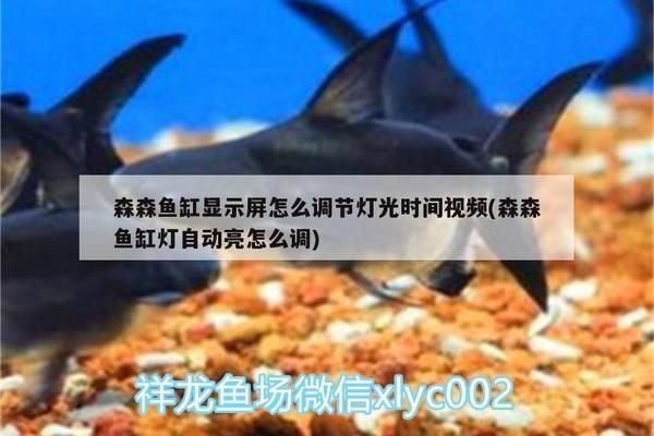森森魚缸為什么燈會(huì)自動(dòng)亮：如何關(guān)閉森森魚缸定時(shí)燈 森森魚缸為什么燈會(huì)自動(dòng)亮：如何關(guān)閉森森魚缸定時(shí)燈 魚缸百科 第2張