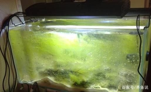 觀賞魚缸換水后是否需要投放何種藥物的使用方法和使用方法：如何判斷觀賞魚的健康狀況