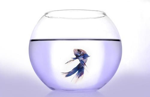 品牌魚缸和雜牌區別在哪（品牌魚缸和雜牌魚缸選購注意事項如何辨別魚缸品牌真偽）