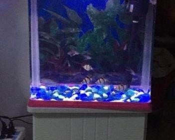 品牌魚缸和雜牌區別在哪（品牌魚缸和雜牌魚缸選購注意事項如何辨別魚缸品牌真偽）