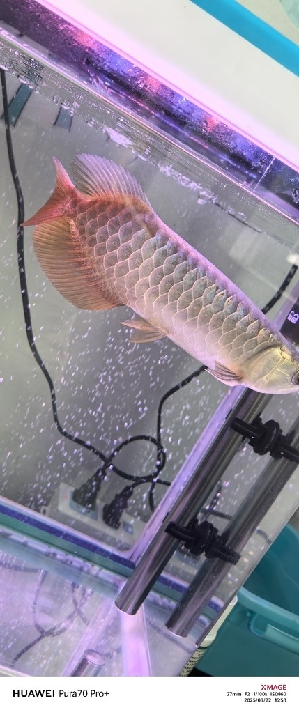 兩個多月 兩個多月 龍魚論壇 第1張