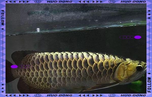 廣東龍魚漁場的主要品種有哪些？