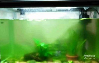 魚缸里長綠藻是好是壞（魚缸里長綠藻是好是壞魚缸里長綠藻的情況可以從多個角度來評估）