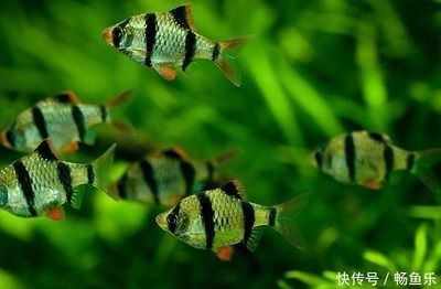 魚缸里長綠藻是好是壞（魚缸里長綠藻是好是壞魚缸里長綠藻的情況可以從多個角度來評估）