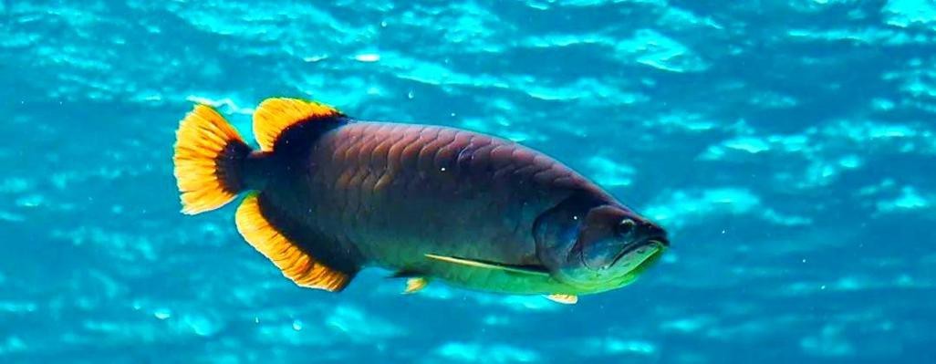 紅龍魚是金龍魚的一種嗎