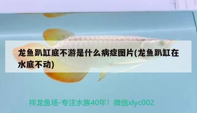 陽泉市城區(qū)勇強觀賞魚店（陽泉市城區(qū)勇強觀賞魚店地址）