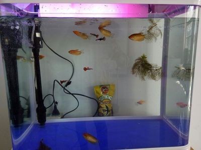 虹吸式循環水魚缸（虹吸式循環水魚缸應用）