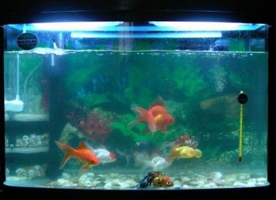 虹吸式循環水魚缸（虹吸式循環水魚缸應用）