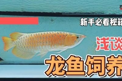 龍魚一天喂幾次最好養(yǎng)：龍魚的喂食頻率應(yīng)該怎么定？