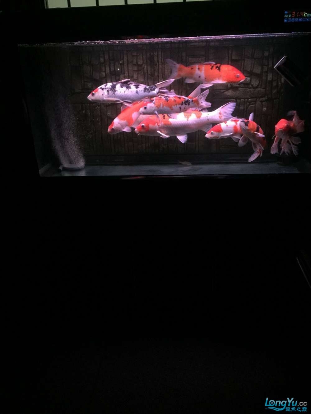 四海水族泰國貿易邀你來拼魚+土炮吃貨 四海水族泰國貿易邀你來拼魚+土炮吃貨 全國水族館企業名錄 第1張