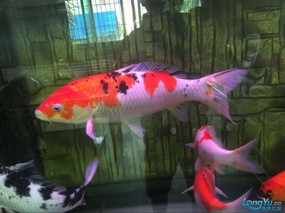 四海水族泰國貿易邀你來拼魚+土炮吃貨 四海水族泰國貿易邀你來拼魚+土炮吃貨 全國水族館企業名錄 第2張