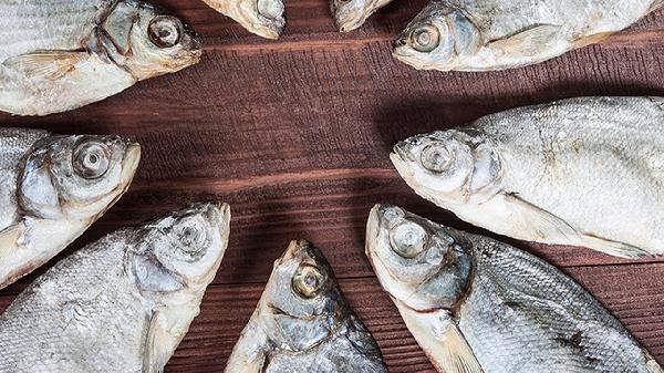 龍魚尾鰭充血期間可以喂食嗎？