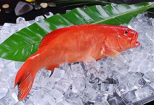 紅色的海魚品種和圖片 龍魚論壇 第1張 紅色的海魚品種和圖片 紅色的海魚品種和圖片 龍魚論壇 第1張