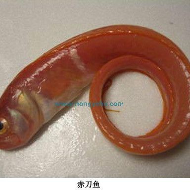紅色的海魚品種和圖片 龍魚論壇 第9張 紅色的海魚品種和圖片 紅色的海魚品種和圖片 龍魚論壇 第9張