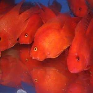 紅色的海魚品種和圖片 龍魚論壇 第13張 紅色的海魚品種和圖片 紅色的海魚品種和圖片 龍魚論壇 第13張