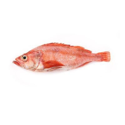 紅色的海魚品種和圖片 龍魚論壇 第7張 紅色的海魚品種和圖片 紅色的海魚品種和圖片 龍魚論壇 第7張