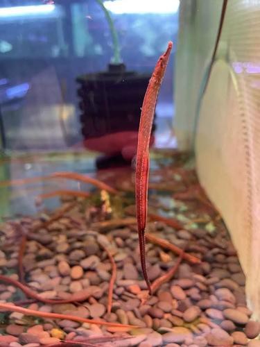 淡水海龍魚圖片大全高清大圖 淡水海龍魚圖片大全高清大圖 龍魚百科 第1張