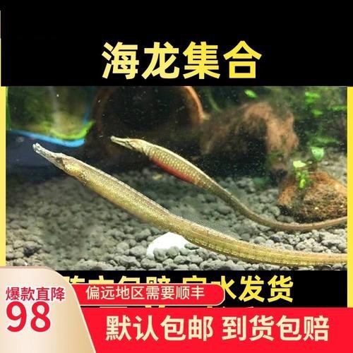 淡水海龍魚圖片大全高清大圖 淡水海龍魚圖片大全高清大圖 龍魚百科 第9張