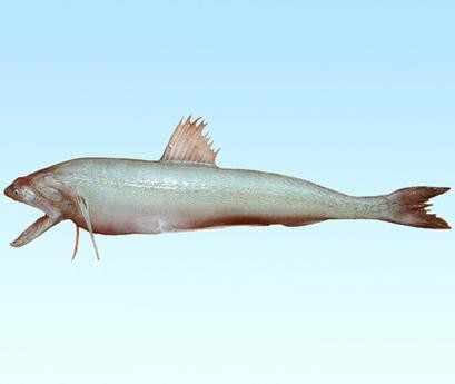 淡水海龍魚圖片大全高清大圖 淡水海龍魚圖片大全高清大圖 龍魚百科 第39張