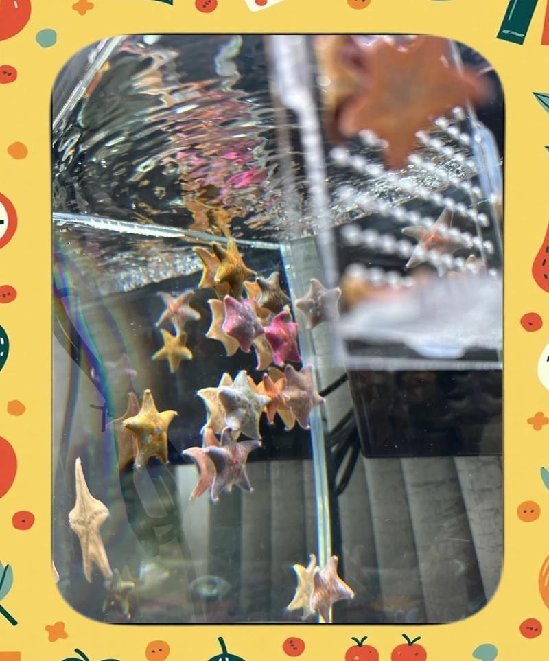 淡水海龍魚圖片大全高清大圖 淡水海龍魚圖片大全高清大圖 龍魚百科 第26張