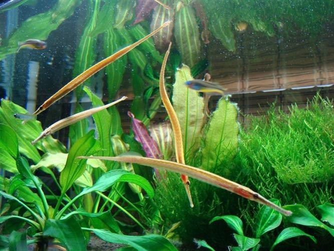 淡水海龍魚圖片大全高清大圖 淡水海龍魚圖片大全高清大圖 龍魚百科 第37張