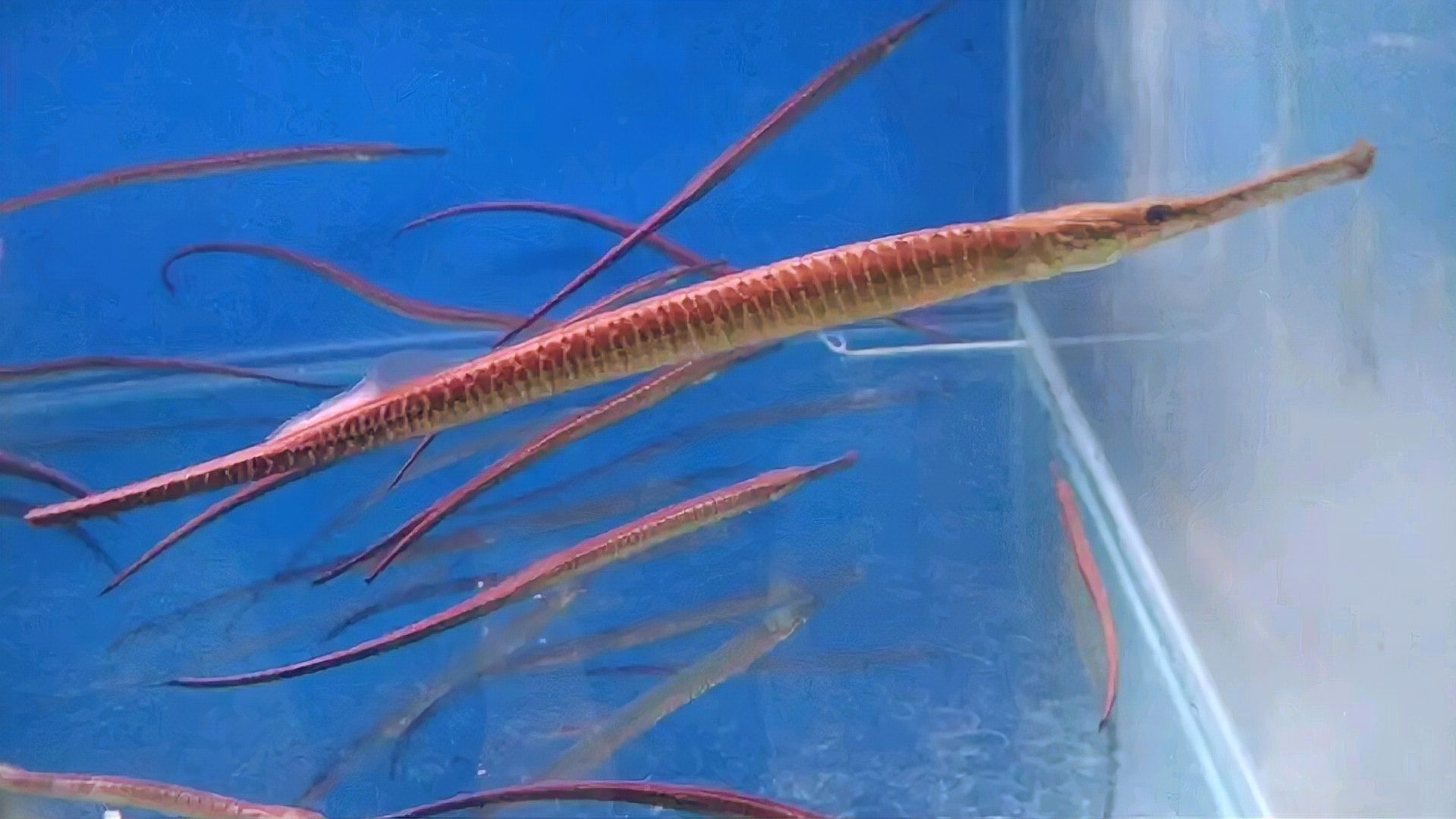 淡水海龍魚圖片大全高清大圖 淡水海龍魚圖片大全高清大圖 龍魚百科 第25張