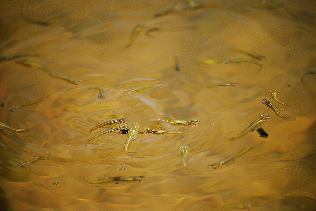 觀賞魚20天不喂會餓死嗎