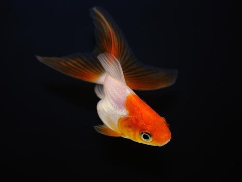 觀賞魚20天不喂會餓死嗎