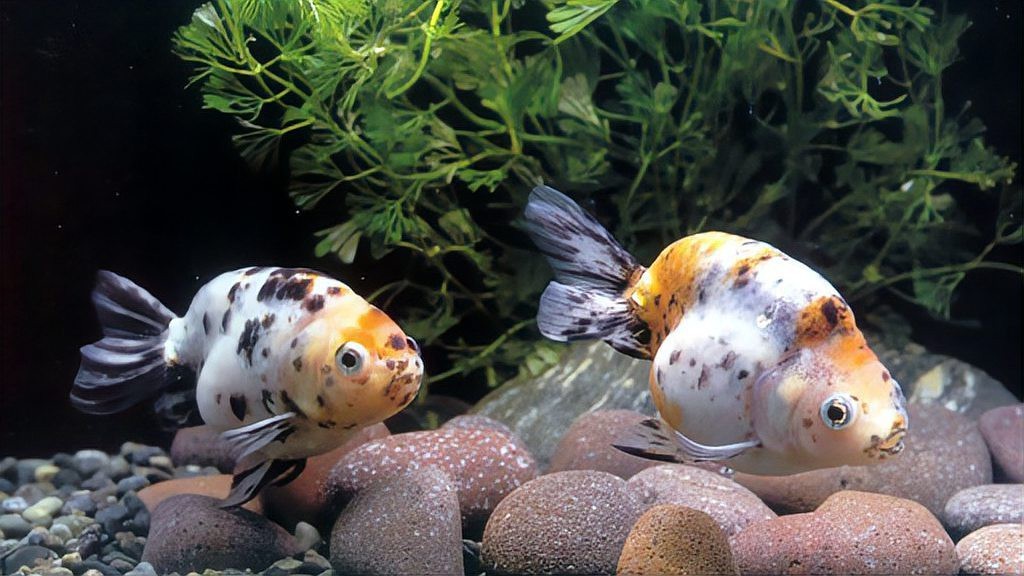 觀賞魚20天不喂會餓死嗎