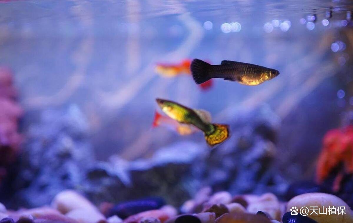 觀賞魚20天不喂會餓死嗎