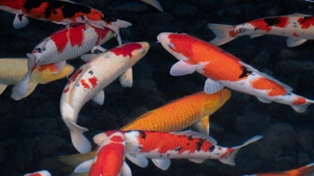 中國魚寶拍賣的歷史和現狀