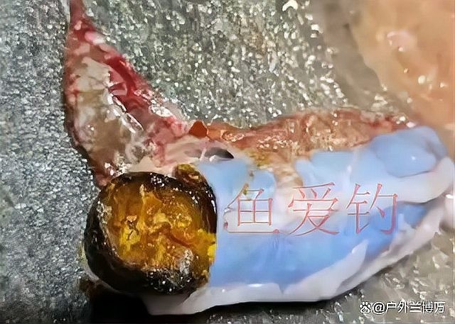 中國魚寶拍賣的歷史和現狀