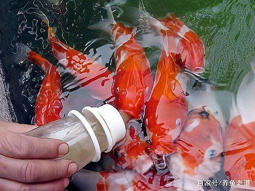 龍魚養久了會認主人嗎