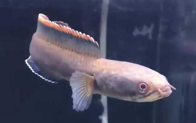 性價比最高的雷龍魚品種圖片 性價比最高的雷龍魚品種圖片 龍魚百科 第10張