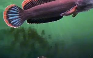 性價比最高的雷龍魚品種圖片 性價比最高的雷龍魚品種圖片 龍魚百科 第6張